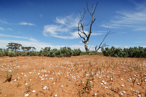 Shells near Paringa, South Australia