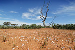 Shells near Paringa, South Australia