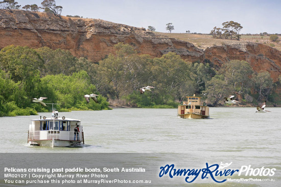 Pelicans cruising past paddle boats, South Australia