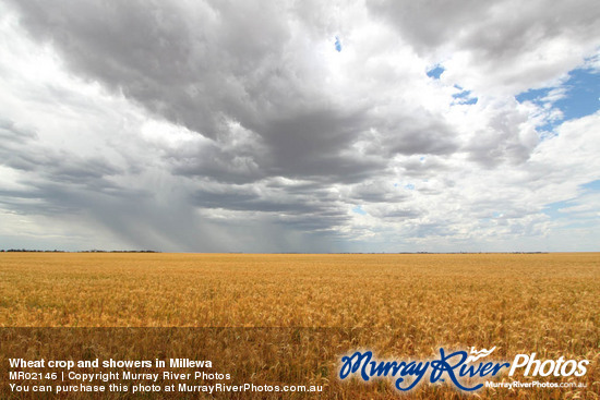 Wheat crop and showers in Millewa