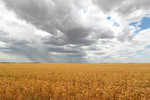 Wheat crop and showers in Millewa