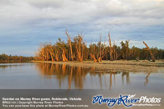 Sunrise on Murray River gums, Robinvale, Victoria