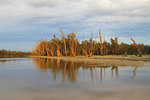 Sunrise on Murray River gums, Robinvale, Victoria