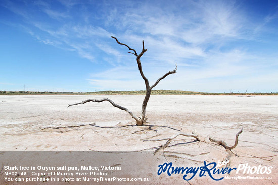 Stark tree in Ouyen salt pan, Mallee, Victoria