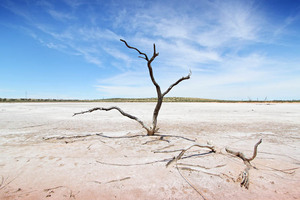 Stark tree in Ouyen salt pan, Mallee, Victoria