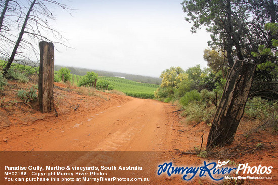 Paradise Gully, Murtho & vineyards, South Australia