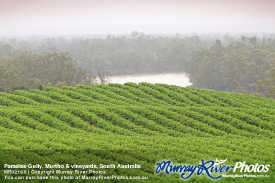 Paradise Gully, Murtho & vineyards, South Australia