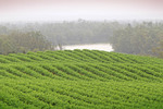 Paradise Gully, Murtho & vineyards, South Australia