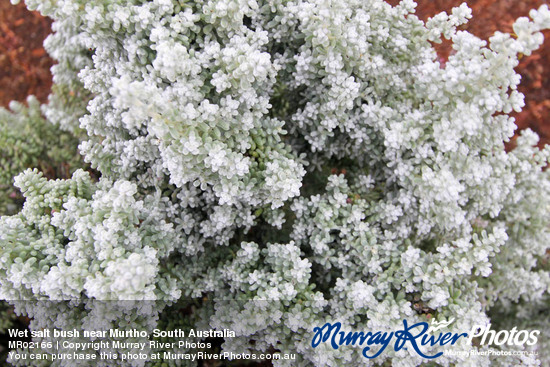 Wet salt bush near Murtho, South Australia