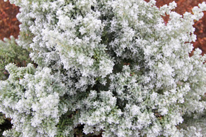 Wet salt bush near Murtho, South Australia