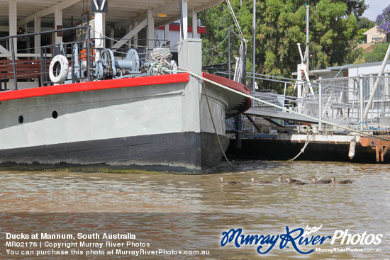 Ducks at Mannum, South Australia