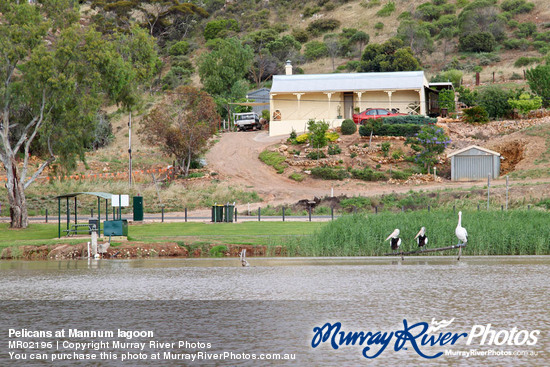 Pelicans at Mannum lagoon