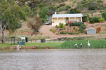 Pelicans at Mannum lagoon