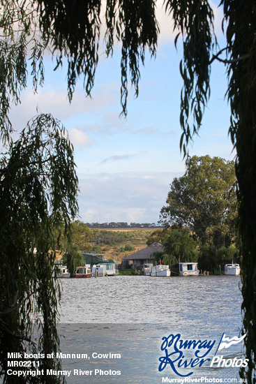 Milk boats at Mannum, Cowirra