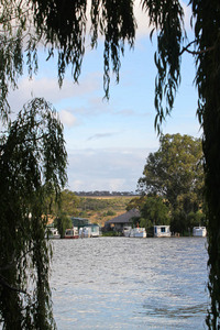 Milk boats at Mannum, Cowirra