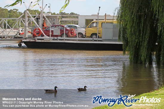 Mannum ferry and ducks