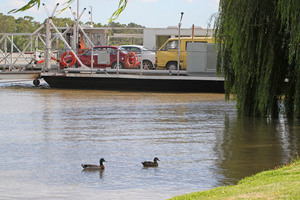 Mannum ferry and ducks