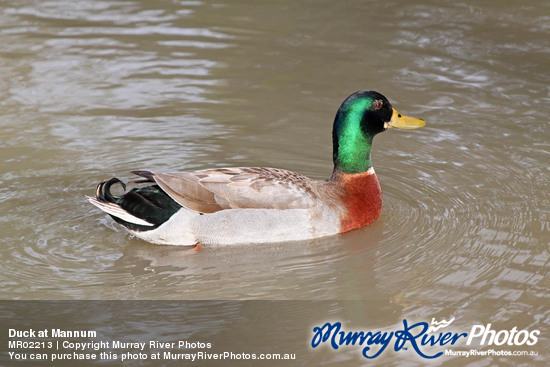 Duck at Mannum