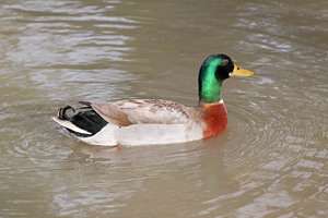 Duck at Mannum