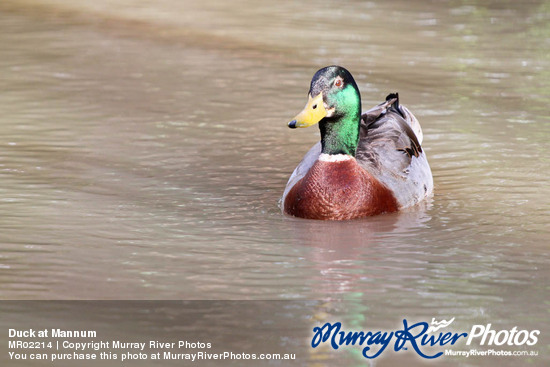 Duck at Mannum