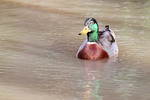 Duck at Mannum