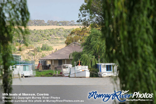 Milk boats at Mannum, Cowirra