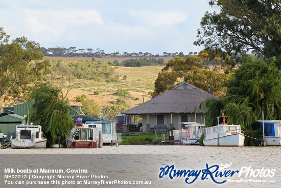 Milk boats at Mannum, Cowirra