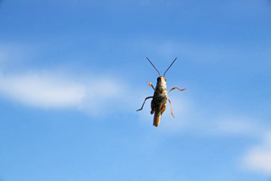 Locust, Nyah, Victoria