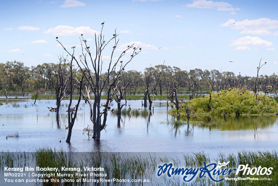 Kerang Ibis Rookery, Kerang, Victoria