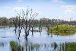 Kerang Ibis Rookery, Kerang, Victoria