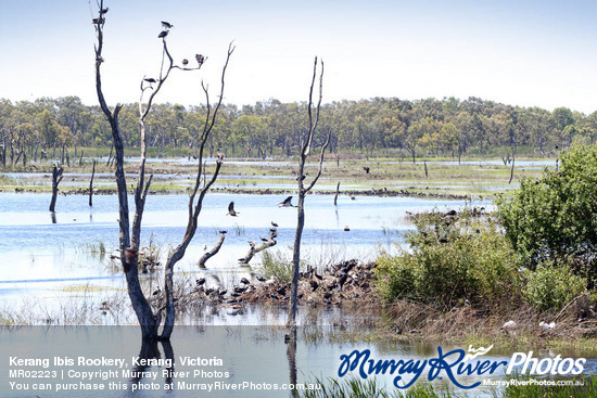 Kerang Ibis Rookery, Kerang, Victoria