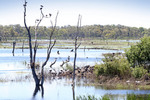 Kerang Ibis Rookery, Kerang, Victoria