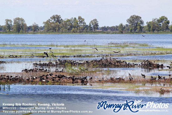 Kerang Ibis Rookery, Kerang, Victoria