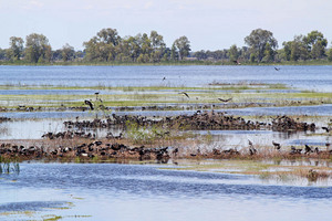 Kerang Ibis Rookery, Kerang, Victoria