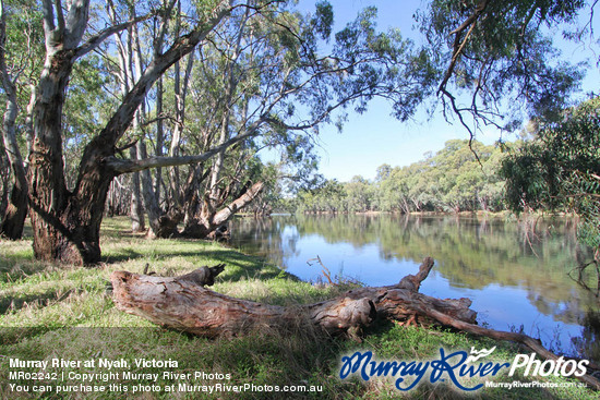 Murray River at Nyah, Victoria