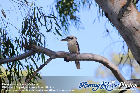 Kookaburra, Nyah, Victoria