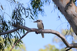 Kookaburra, Nyah, Victoria