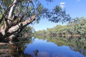 Murray River at Nyah, Victoria