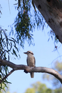 Kookaburra, Nyah, Victoria