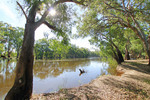 Murray River near Nyah from NSW side