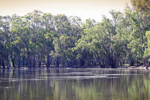 Murray River near Nyah from NSW side