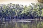 Murray River near Nyah from NSW side