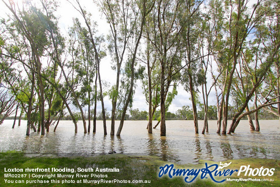 Loxton riverfront flooding, South Australia