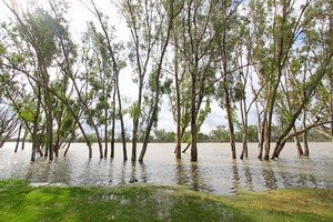 Loxton riverfront flooding, South Australia