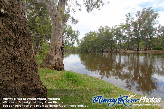 Murray River at Wood Wood, Victoria