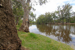 Murray River at Wood Wood, Victoria