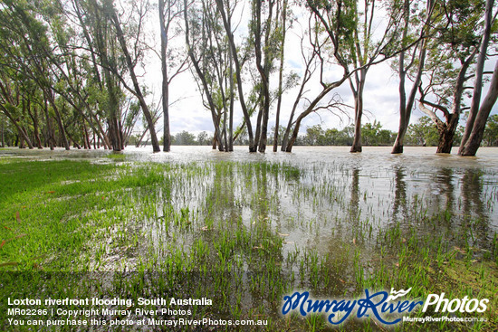 Loxton riverfront flooding, South Australia