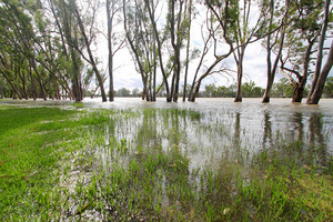 Loxton riverfront flooding, South Australia