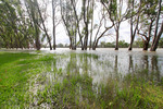 Loxton riverfront flooding, South Australia