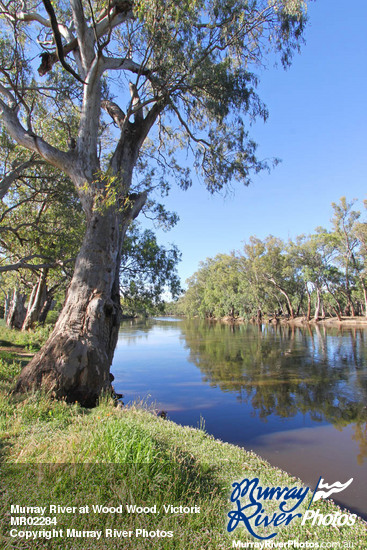 Murray River at Wood Wood, Victoria